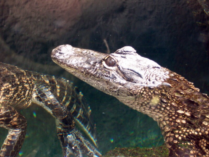 Young Alligator Underwater