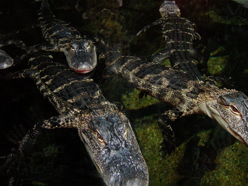 Young Alligators in Water
