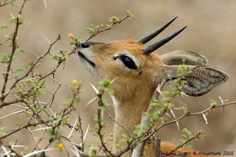 Young Antelope Eating Leaves
