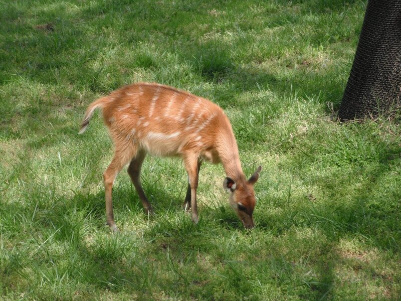 Young Antelope Grazing