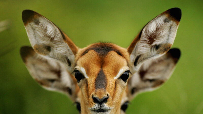 Young Antelope Looking
