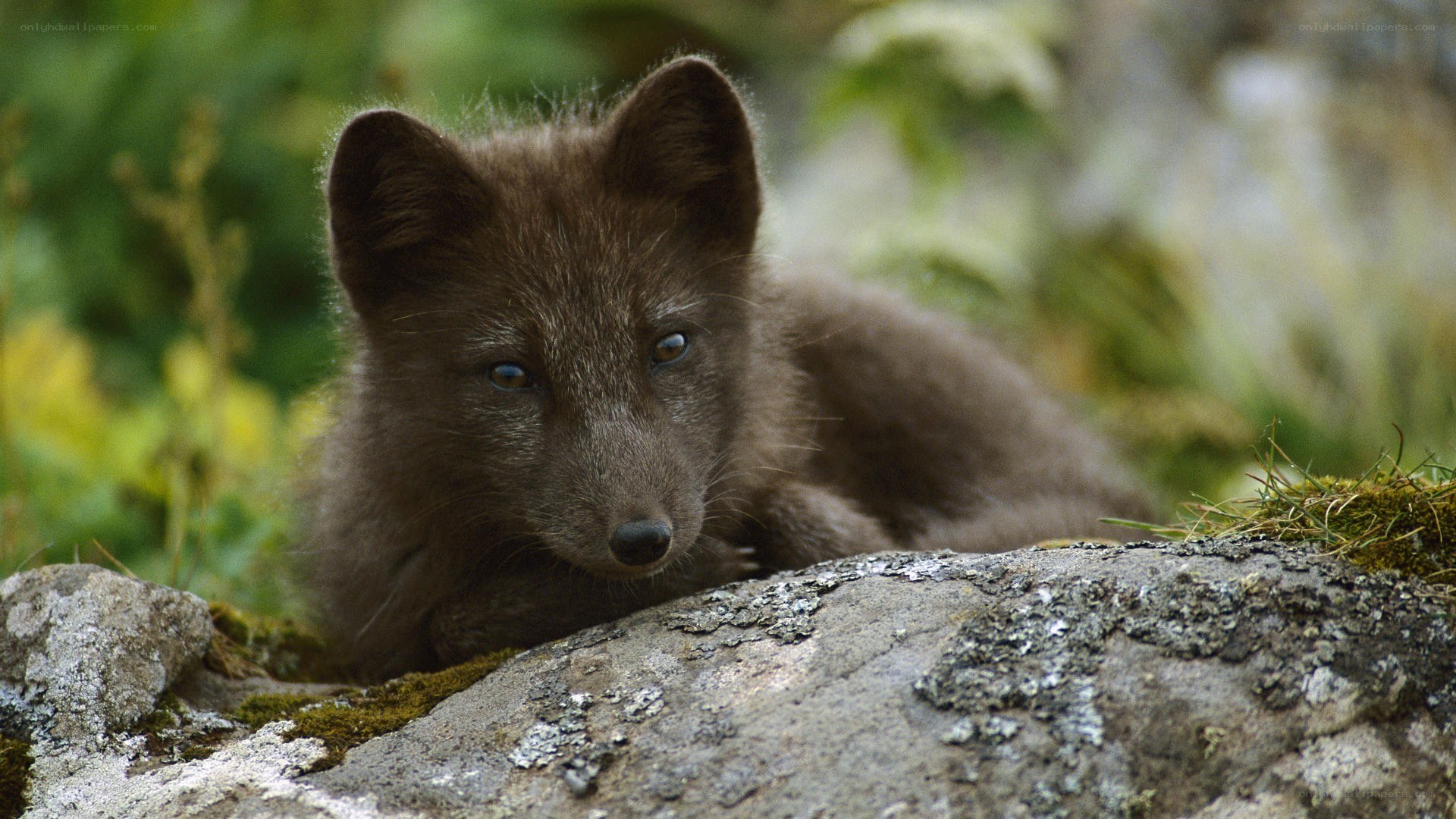 young arctic fox cub