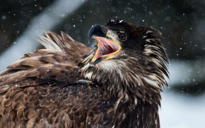 Young Bald Eagle