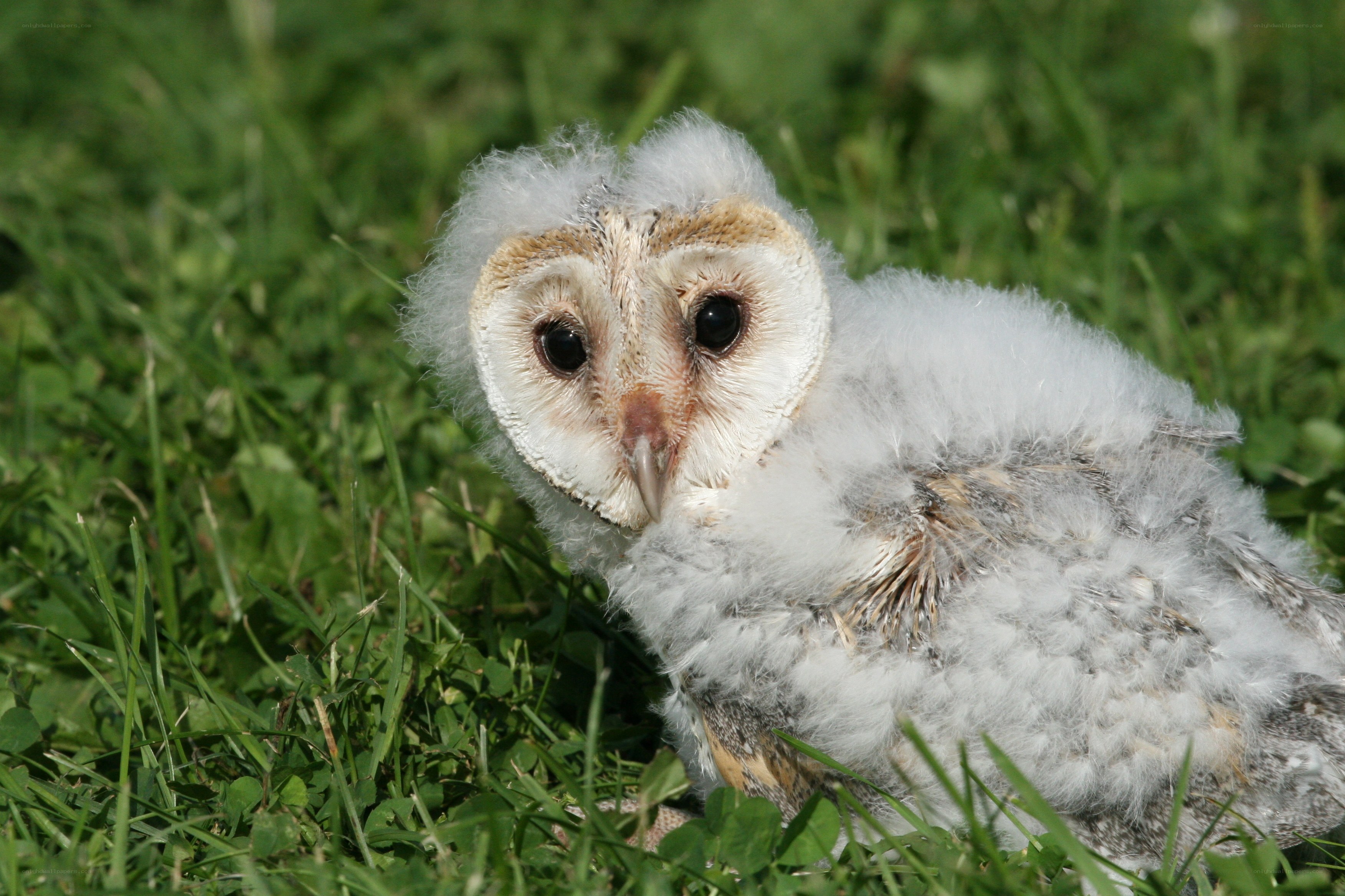 young barn owl in grass