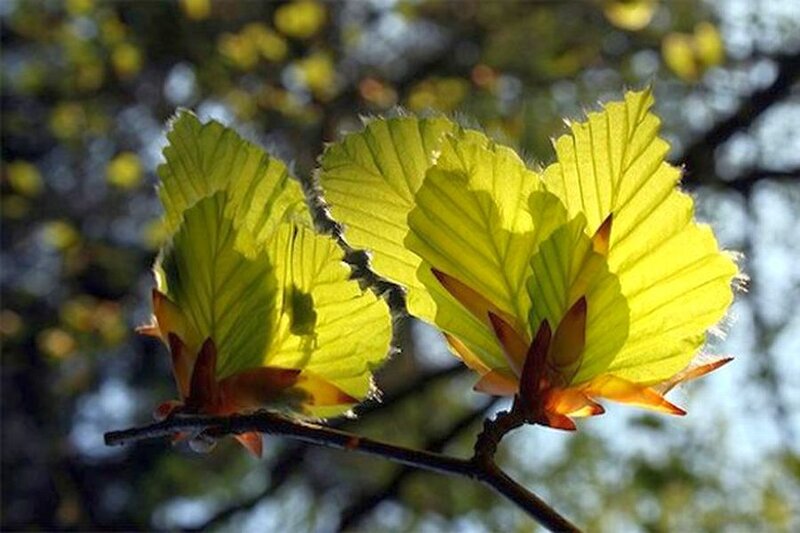 Young Beech Leaves