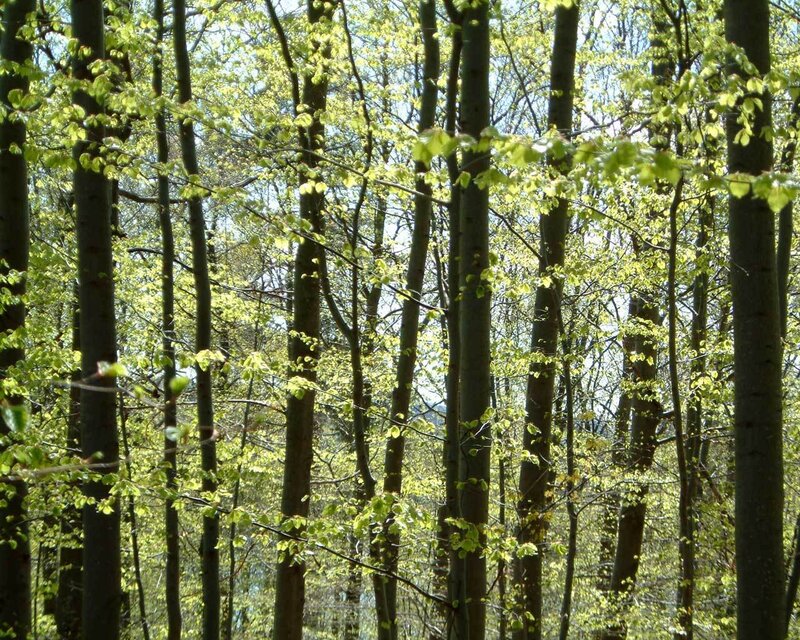 Young Beech Trees in Forest
