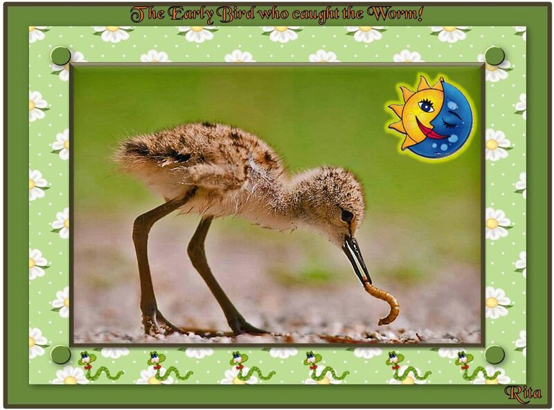 Young Bird Catching Worm