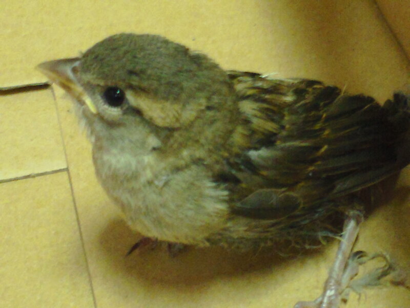 Young Bird in Box