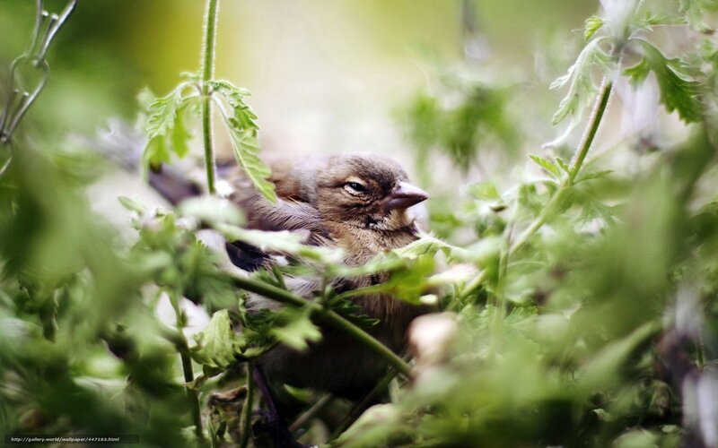 Young Bird in Foliage — Green