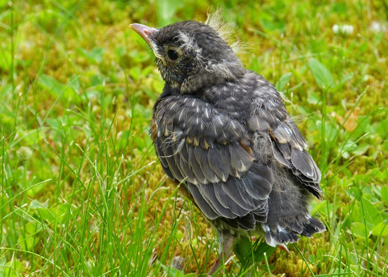 young bird in grass
