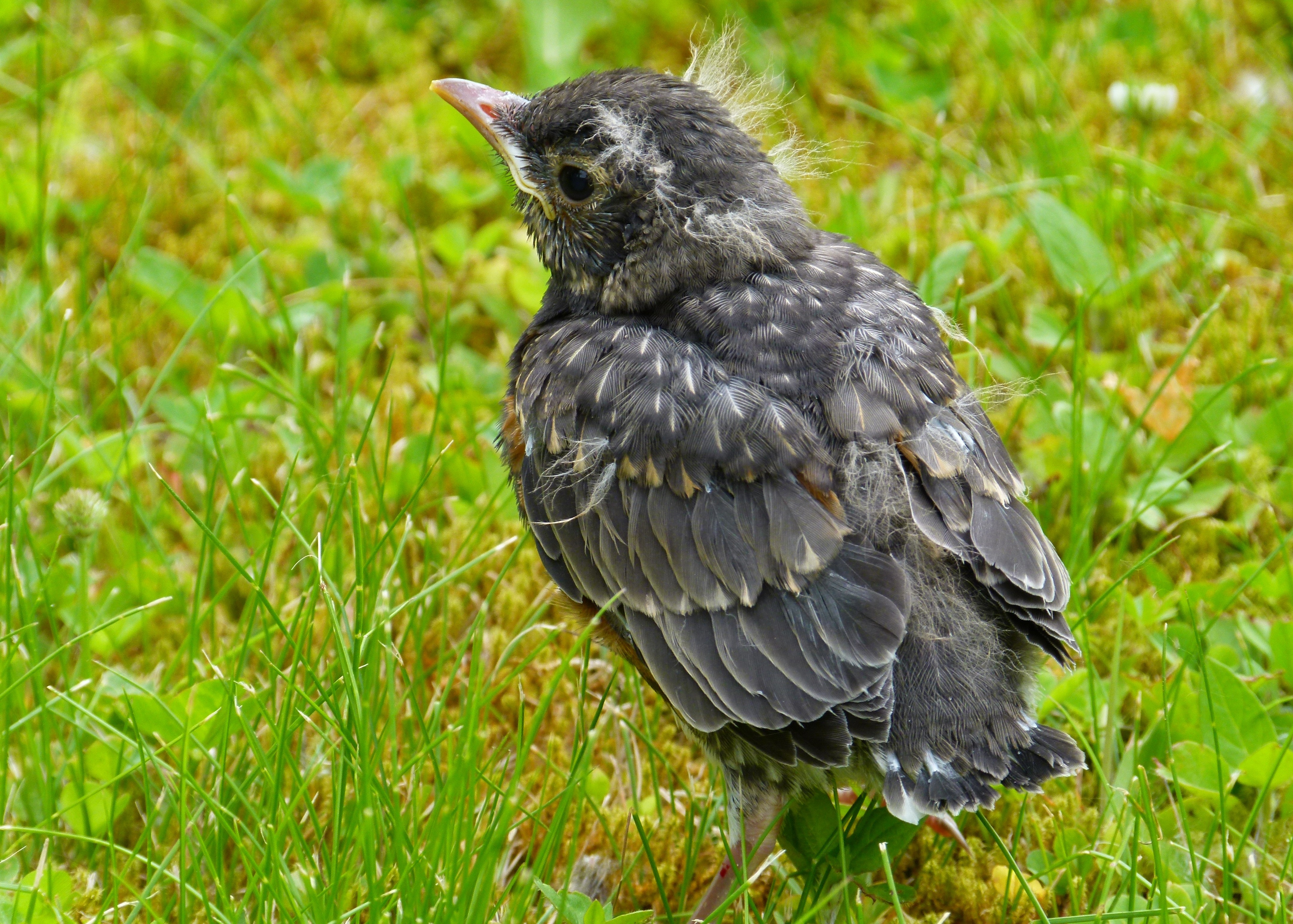 young bird in grass