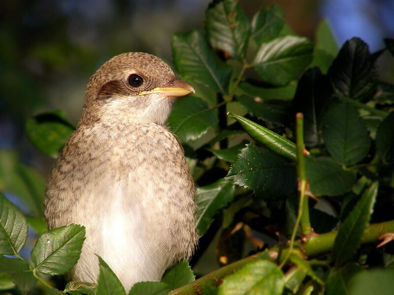 young bird in green foliage