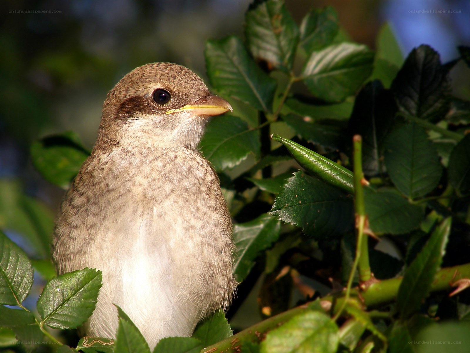 young bird in green foliage