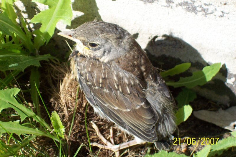 young bird in nest