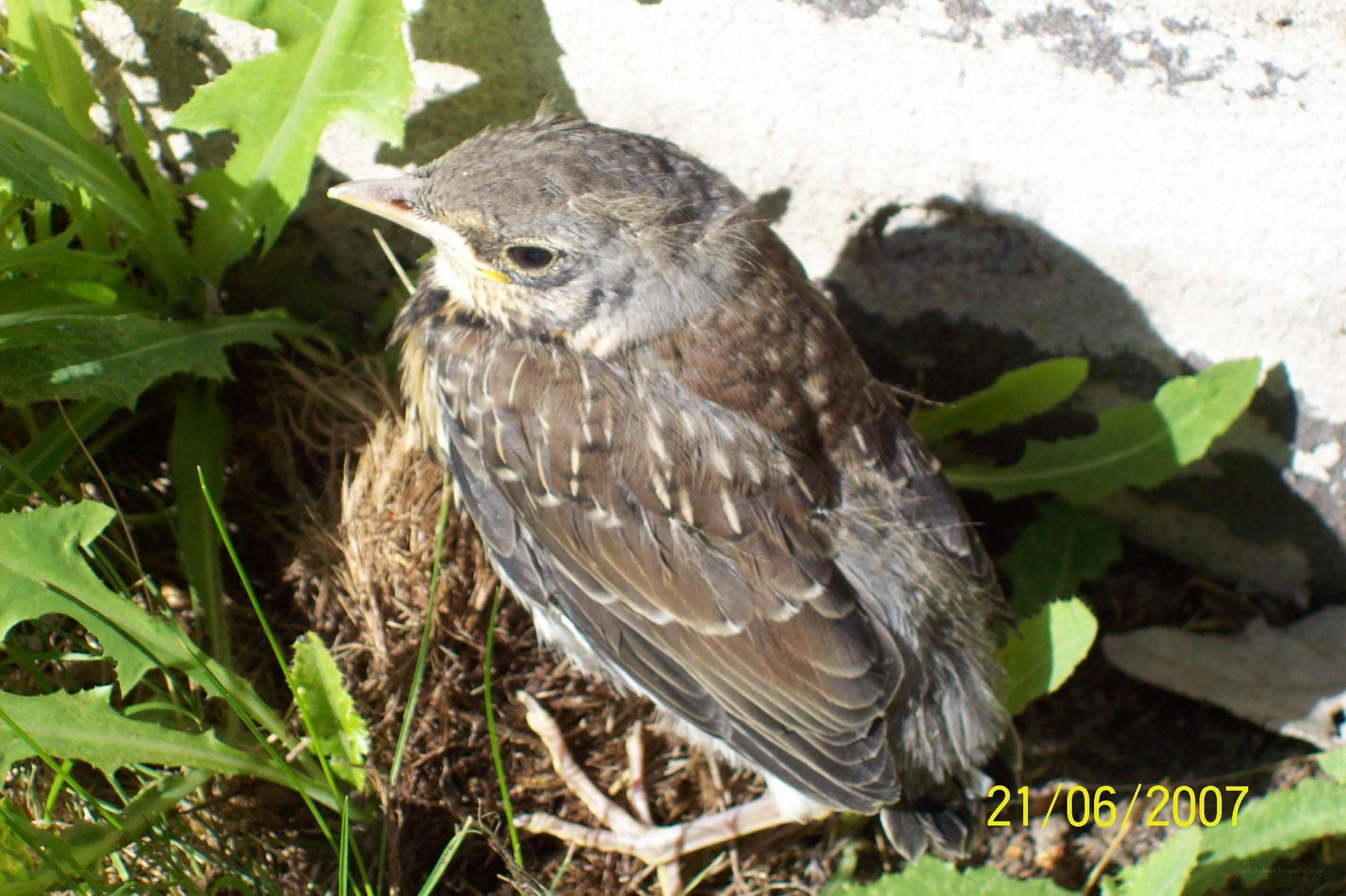 young bird in nest