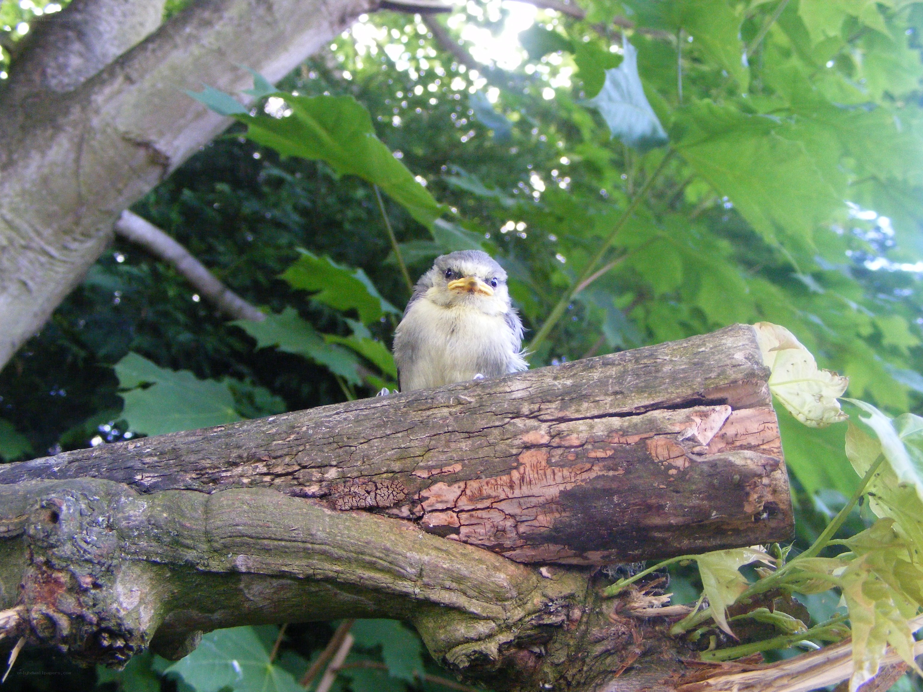 young bird on a branch