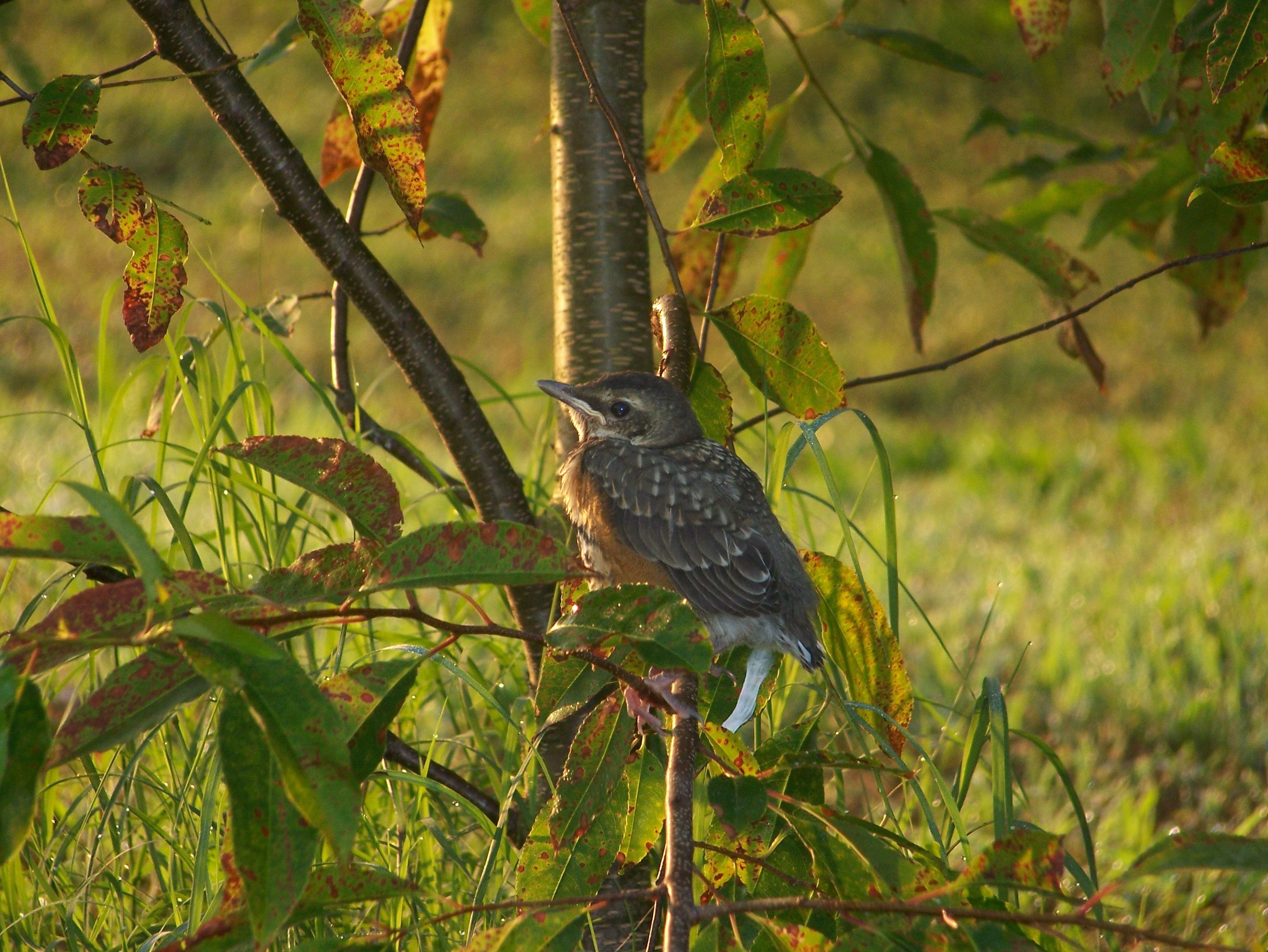 Young bird on a branch