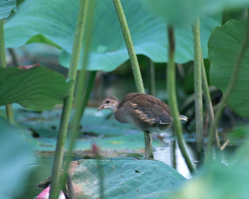 Young bird on a lily pad
