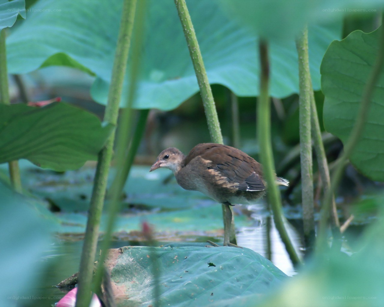 Young bird on a lily pad