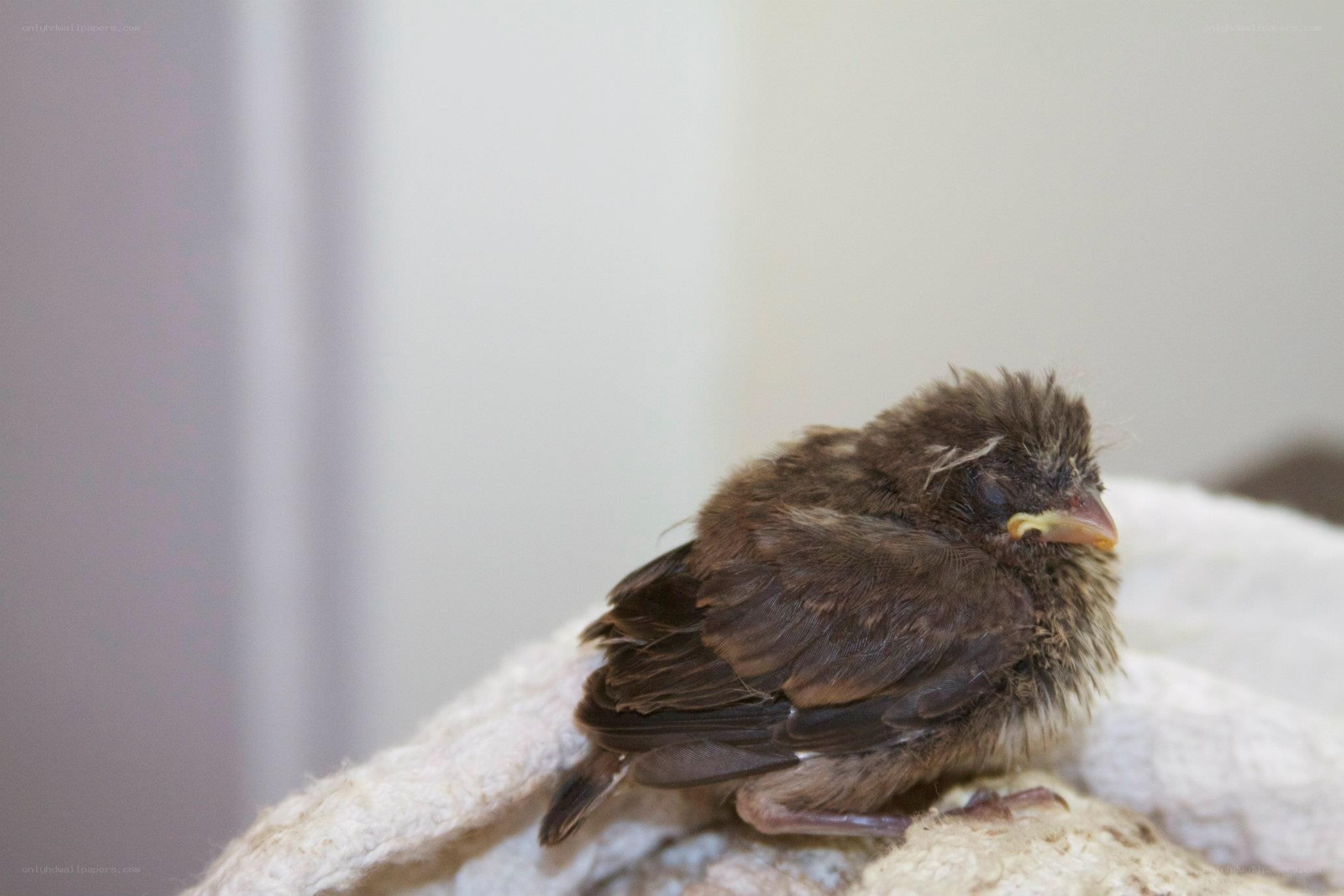 young bird on a towel