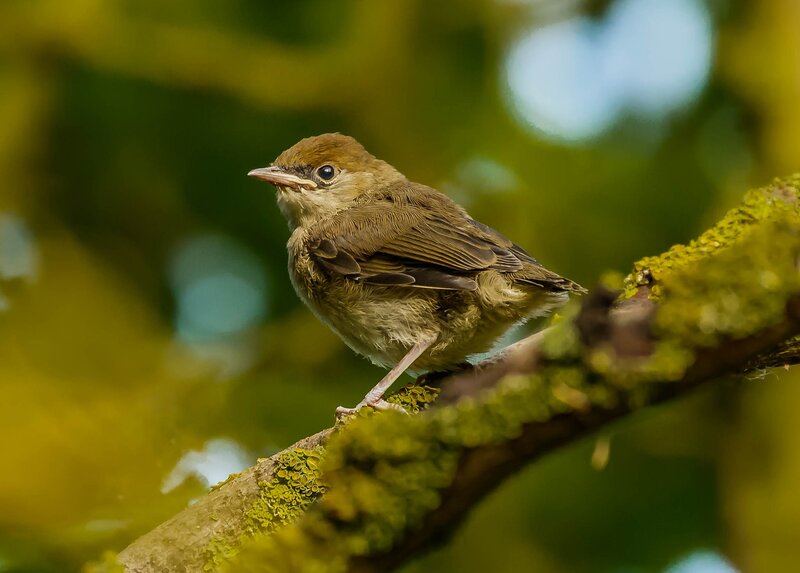 Young Bird on Branch — Green