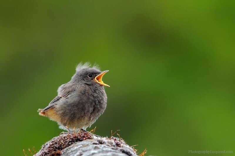 Young Bird on Branch