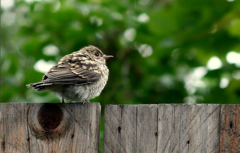 Young Bird on Fence