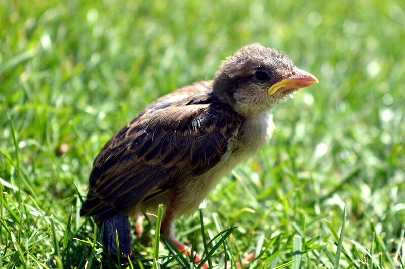 Young Bird on Grass