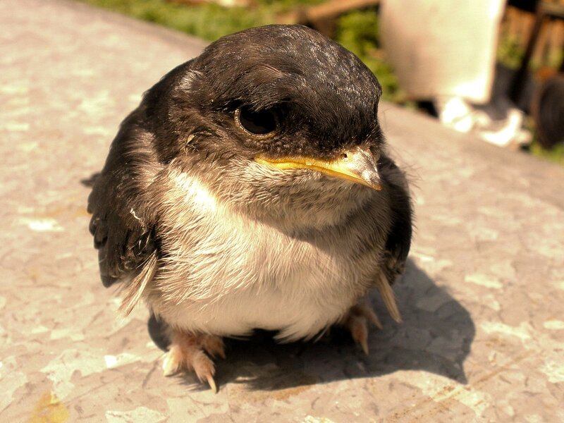 Young Bird on Ground