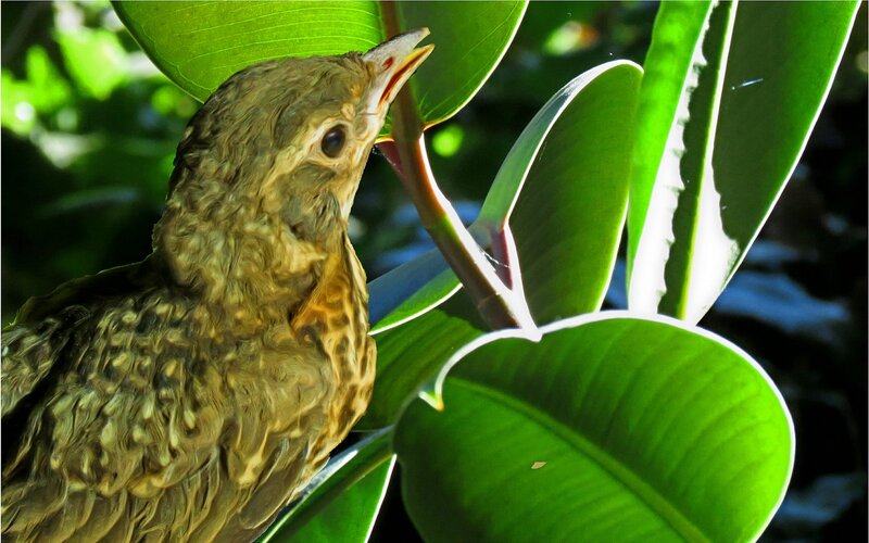 Young Bird on Leaf