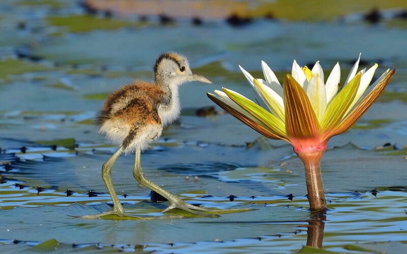Young Bird on Lily Pad