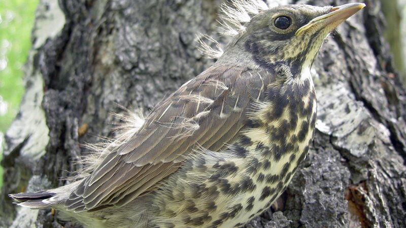 young bird on tree trunk
