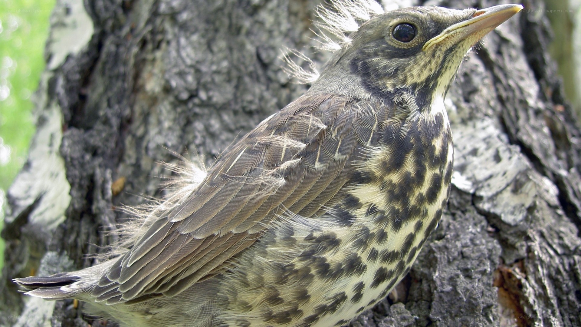 young bird on tree trunk
