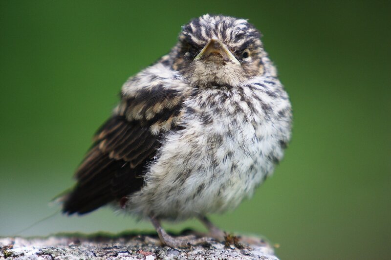 young bird with open beak