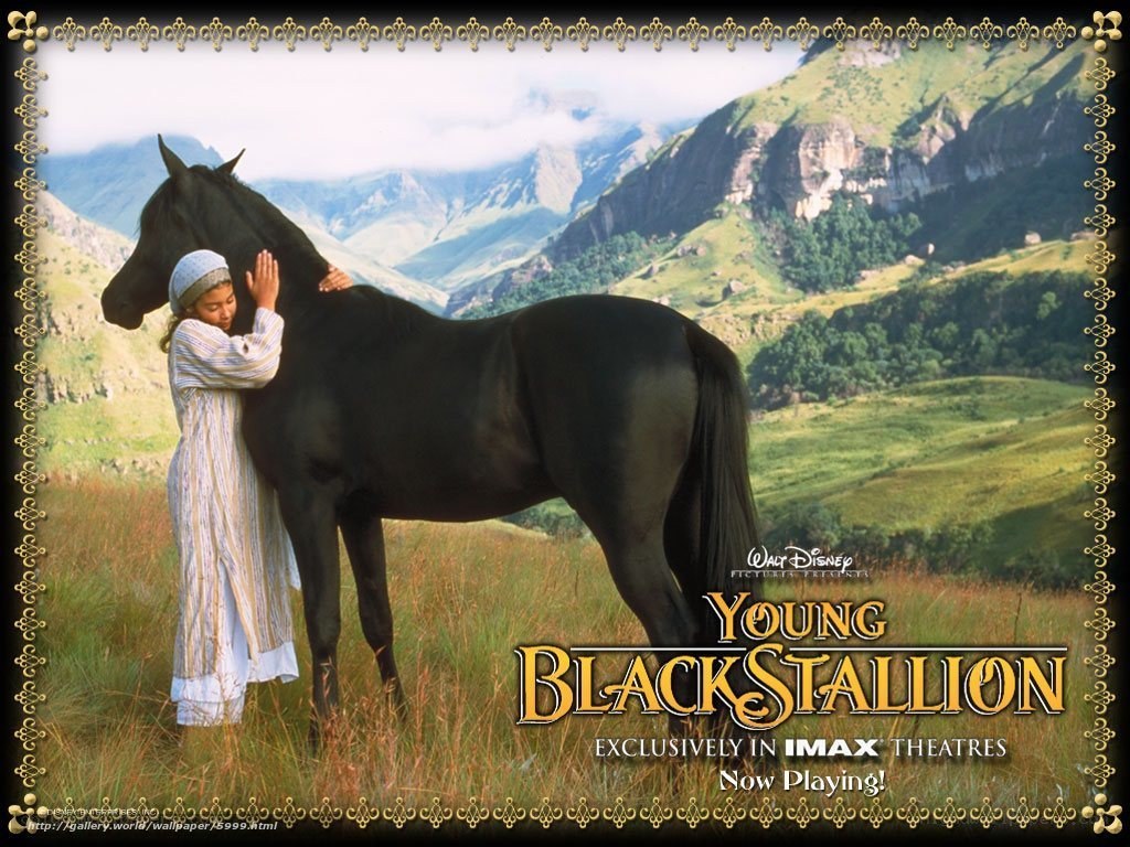 Young Black Stallion movie poster