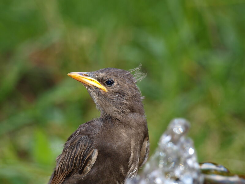 Young Blackbird Drinking