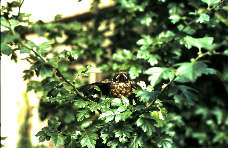 Young Blackbird in Bush