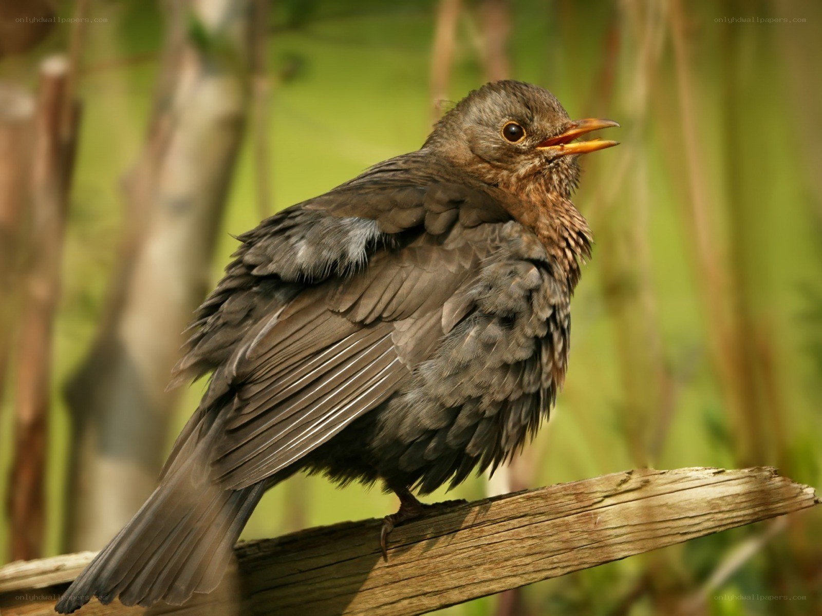 young blackbird on a branch