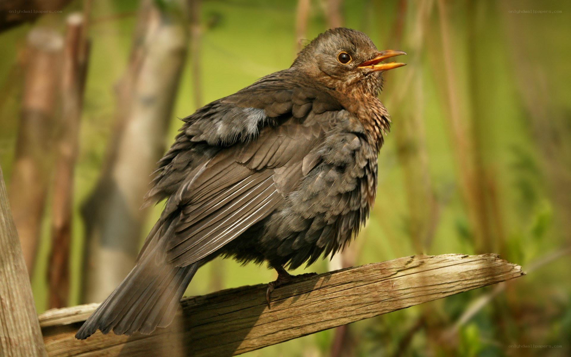 young blackbird on a branch