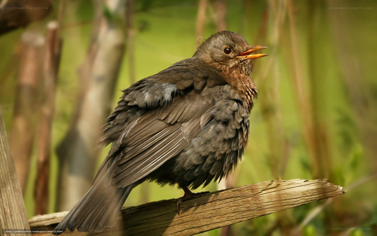 young blackbird on a branch