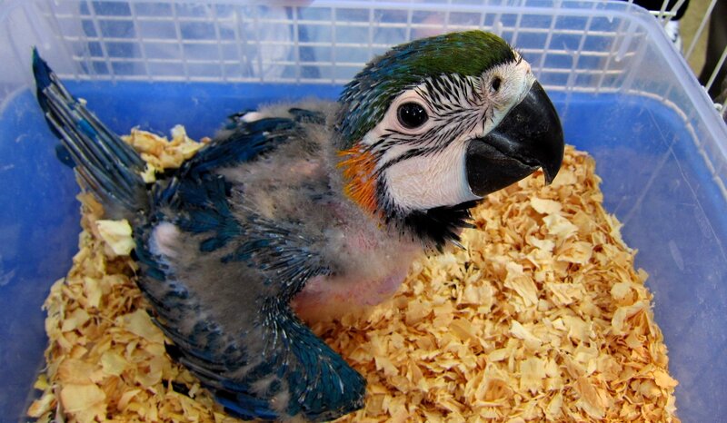 Young Blue-and-yellow Macaw