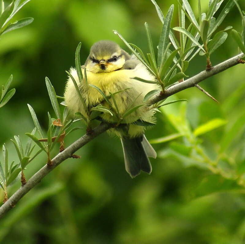 Young Blue Tit Bird — Green