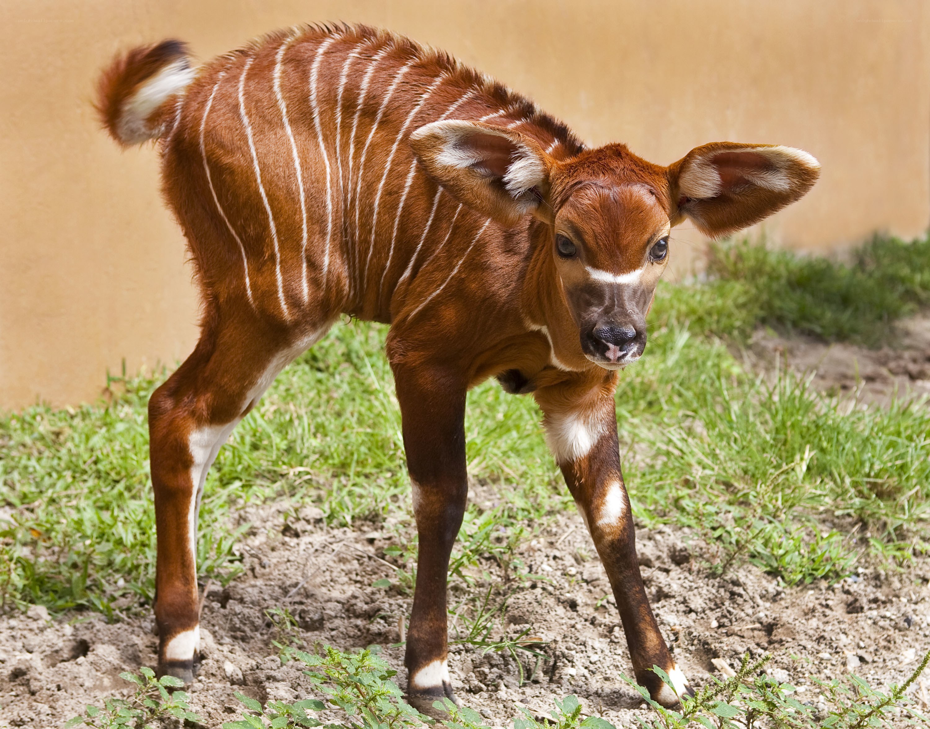 Young bongo antelope calf