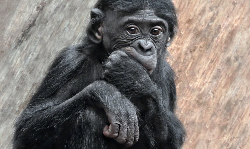 Young Bonobo Monkey — Black