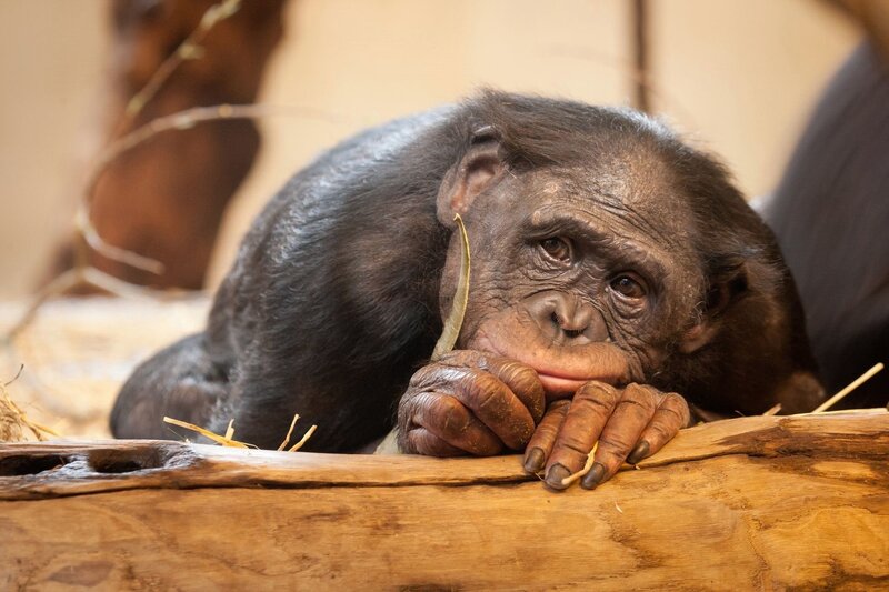 Young Bonobo Monkey — Brown