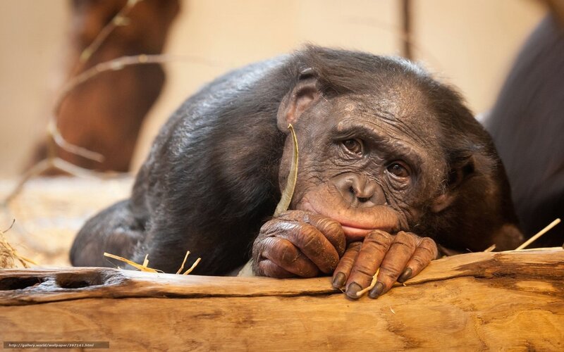 Young Bonobo Monkey