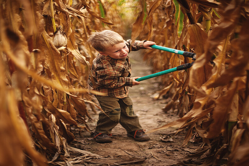 Young Boy in Cornfield