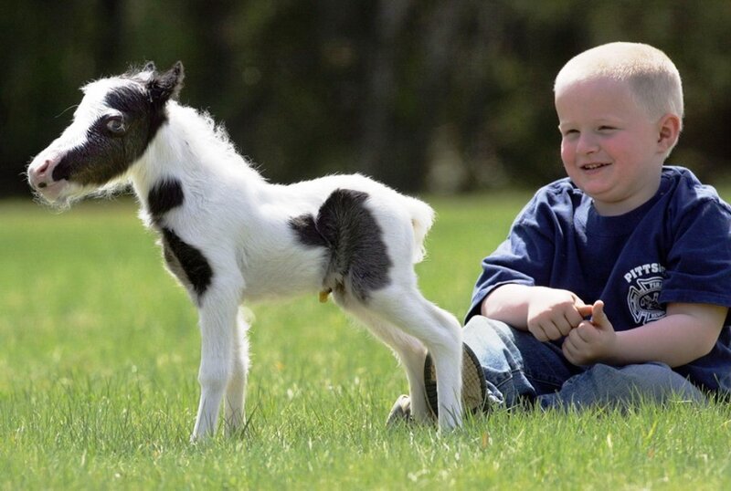 Young Boy with Foal