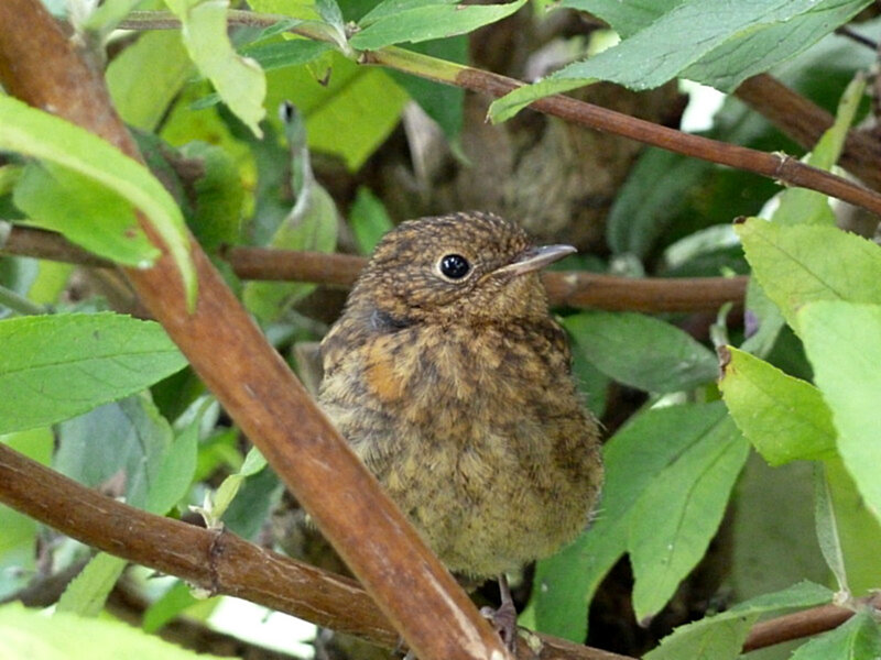Young Brown Bird