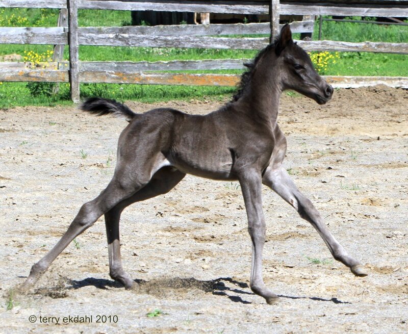 Young Brown Foal
